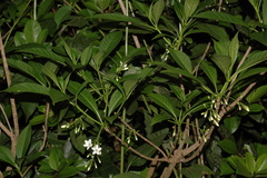 Rauvolfia densiflora